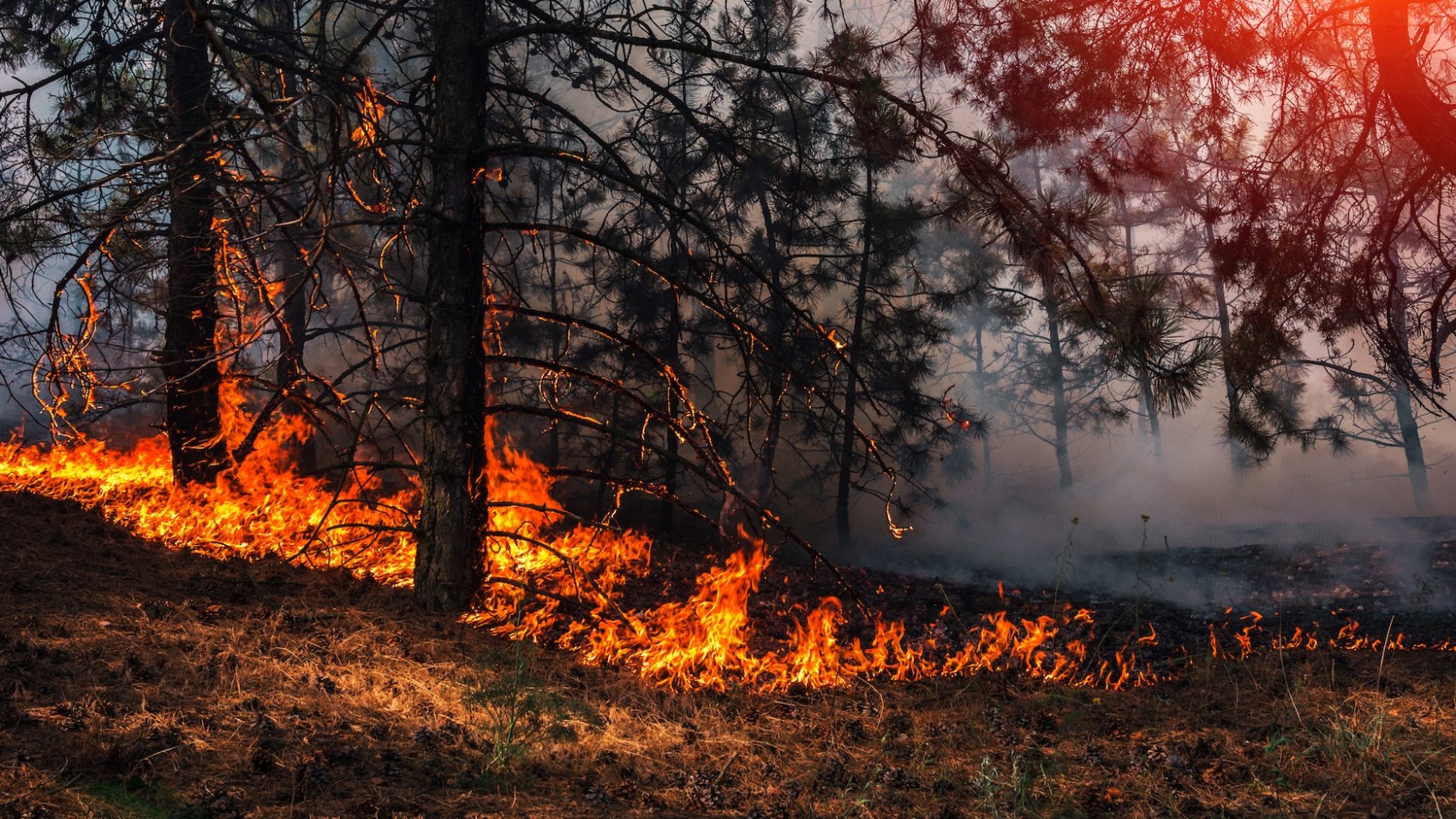 fire. wildfire, burning pine forest in the smoke and flames.