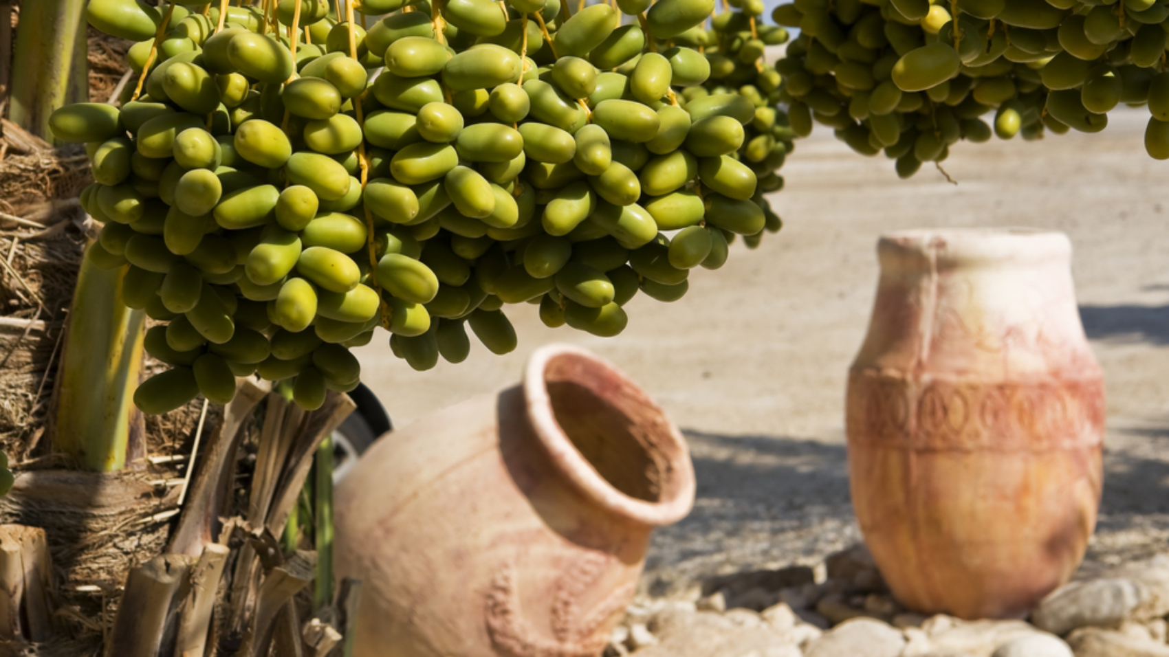 Dates,Tree,And,Vases,Background