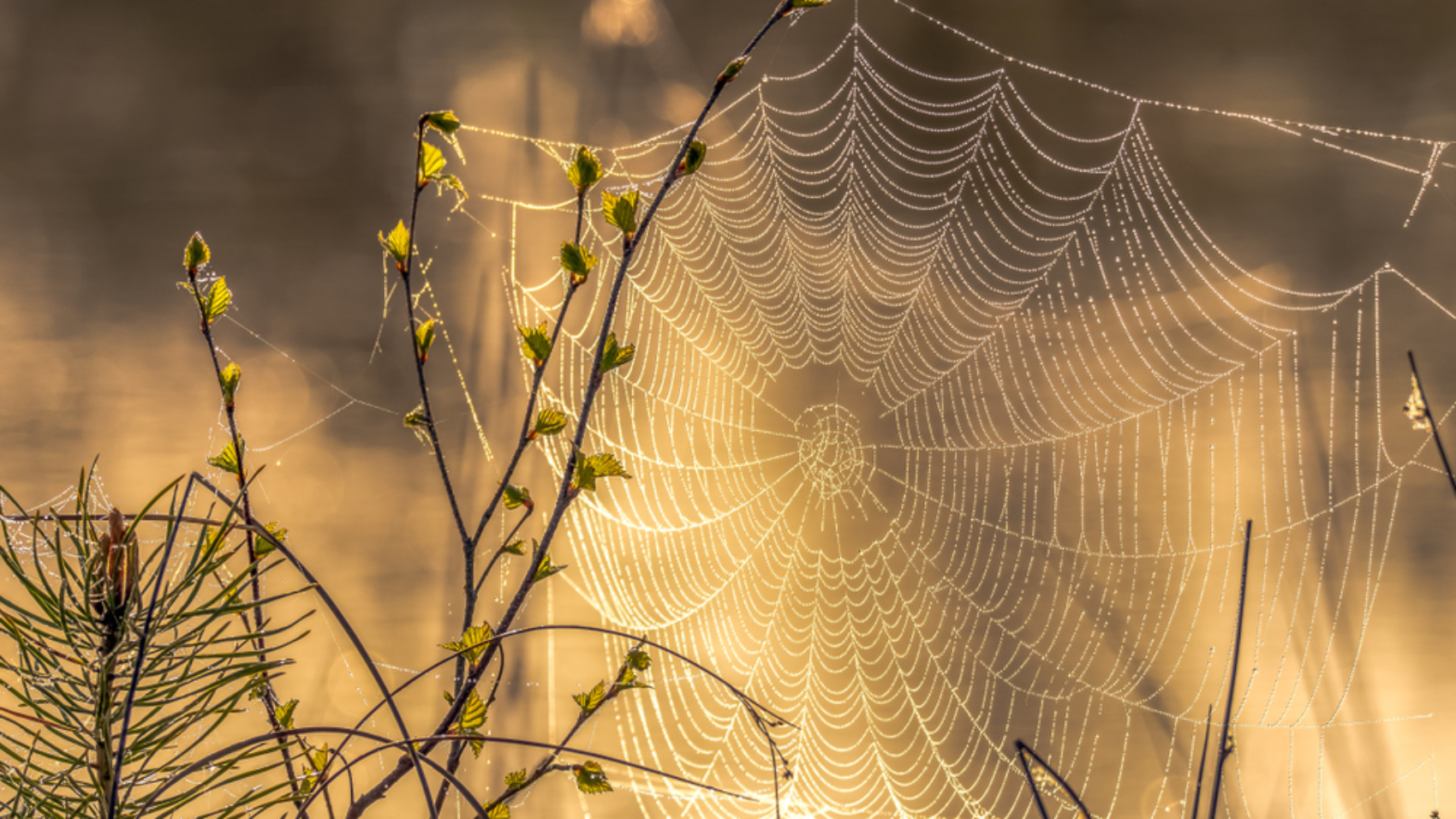 A,Spectacular,Sunrise,On,A,River,With,A,Spider,Web