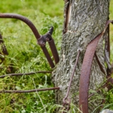 Rustic,Farm,Tool,Engulfed,By,Tree,In,Rural,Decay